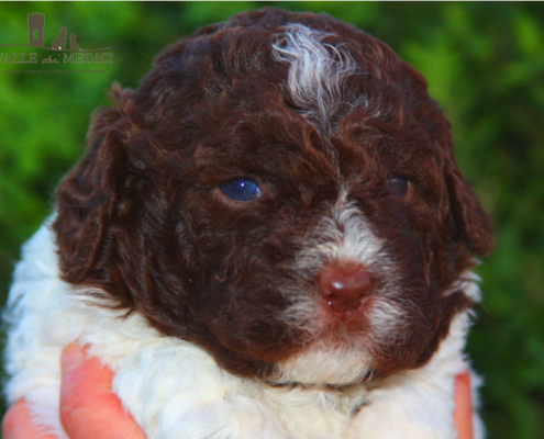 cucciolo lagotto salute