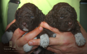 lagotto bambini marrone femmina