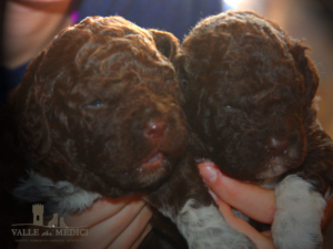 lagotto compagnia famiglia bambini