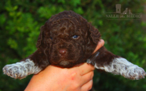 lagotto romagnolo