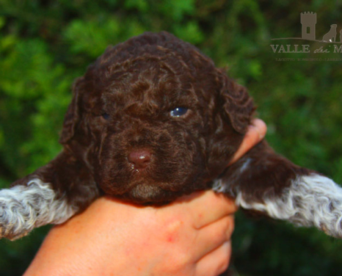 lagotto romagnolo