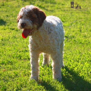 lagotto romagnolo allevamento