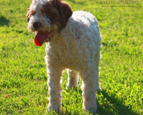 lagotto romagnolo allevamento