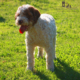 lagotto romagnolo allevamento