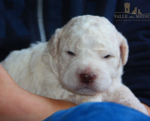 lagotto romagnolo bianco cucciolo