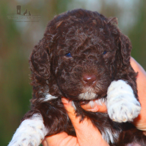 cane lagotto