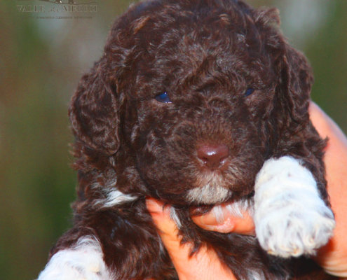 cane lagotto