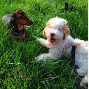 lagotto romagnolo cucciolo pettorina guinzaglio