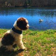 lagotto romagnolo famiglia compagnia