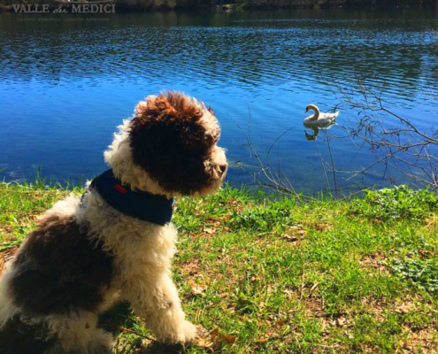 lagotto romagnolo famiglia compagnia