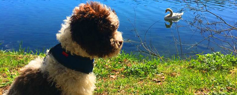 lagotto romagnolo famiglia compagnia