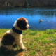 lagotto romagnolo famiglia compagnia