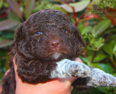 lagotto romagnolo roano