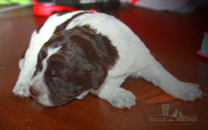 lagotto genealogia