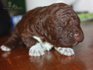 lagotto cucciolo salute