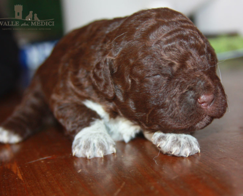 lagotto cucciolo salute