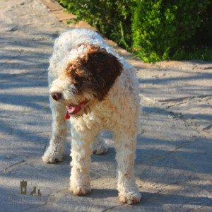 stallone lagotto romagnolo allevamento