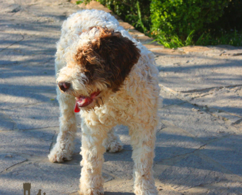 stallone lagotto romagnolo allevamento