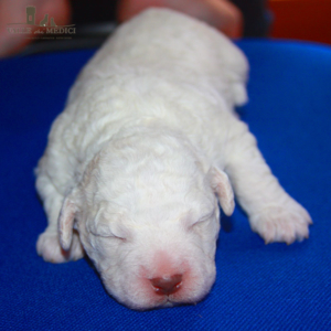 lagotto bianco cucciolo bianco