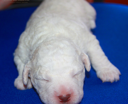 lagotto bianco cucciolo bianco