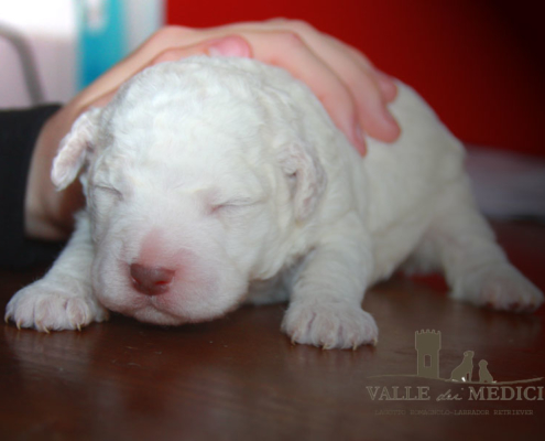 lagotto morfologia allevamento