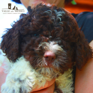 allevamenti di lagotto