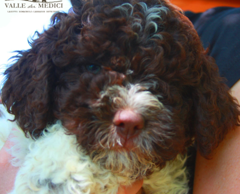 allevamenti di lagotto