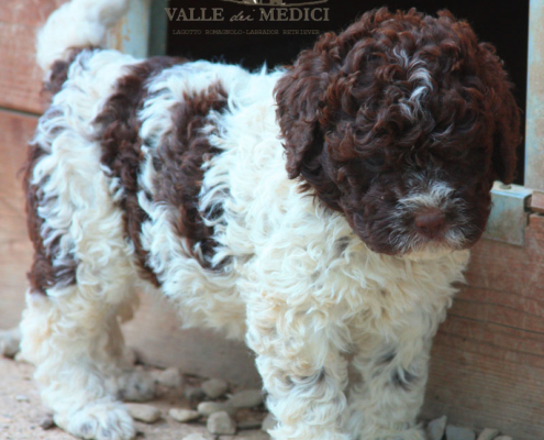 allevamento lagotto romagnolo alimentazione