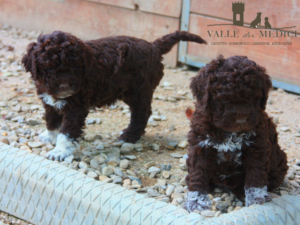 lagotto cane