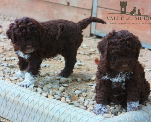 lagotto cane