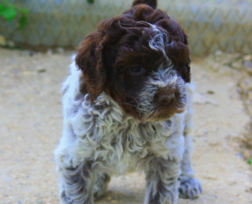 allevamento lagotto romagnolo cuccioli carattere