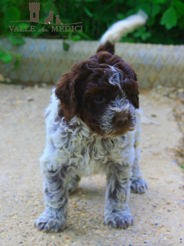 allevamento lagotto romagnolo cuccioli carattere