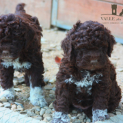 scegliere allevamento lagotto romagnolo