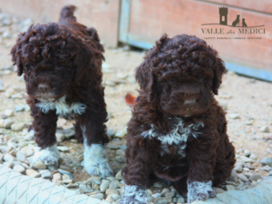 scegliere allevamento lagotto romagnolo