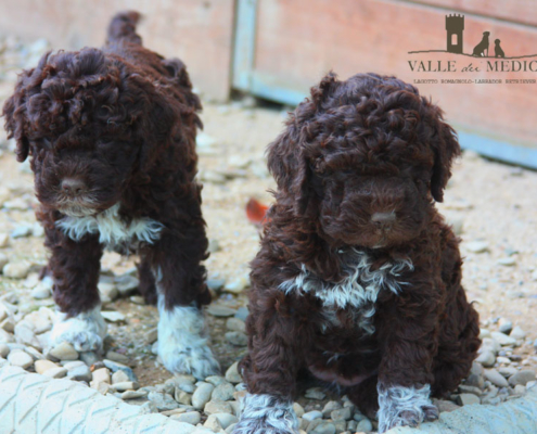 scegliere allevamento lagotto romagnolo