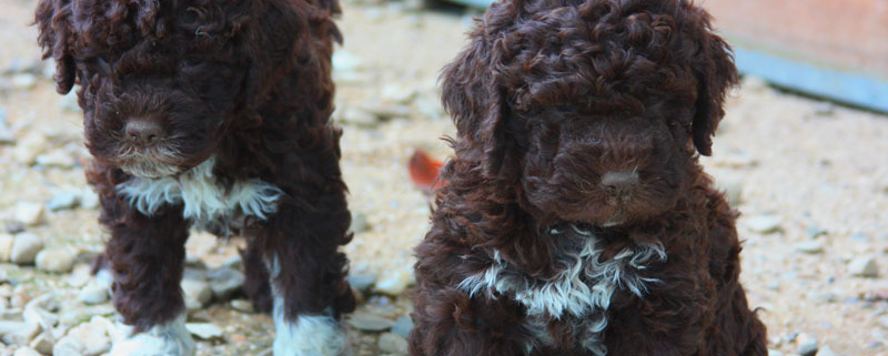 scegliere allevamento lagotto romagnolo