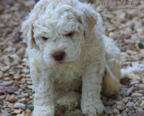 allevamento lagotto romagnolo salute