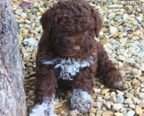 riproduzione lagotto romagnolo