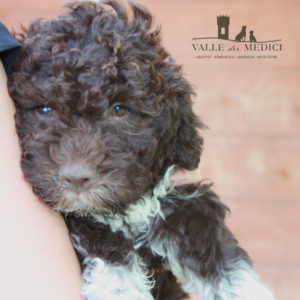 cuccioli di lagotto romagnolo