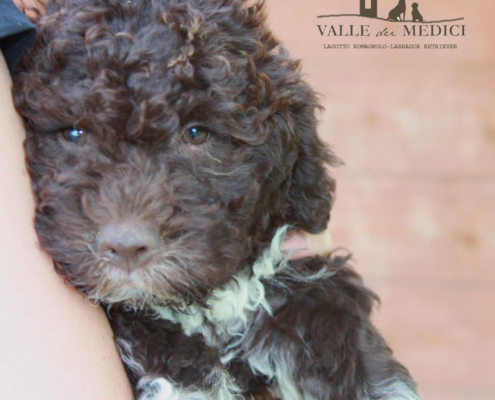 cuccioli di lagotto romagnolo