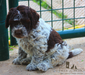 cuccioli lagotto