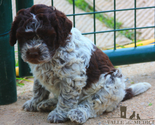 cuccioli lagotto