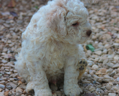 gallery lagotto romagnolo