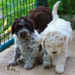 cuccioli lagotto allvamento prezzi