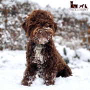 feeding lagotto pup