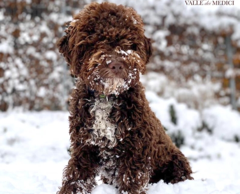 feeding lagotto pup