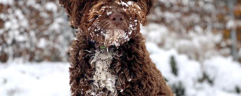 feeding lagotto pup