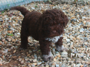 genetica lagotto