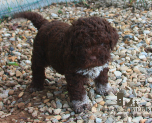 genetica lagotto