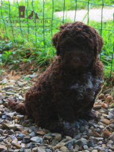 allevamento Lagotto romagnolo Piemonte